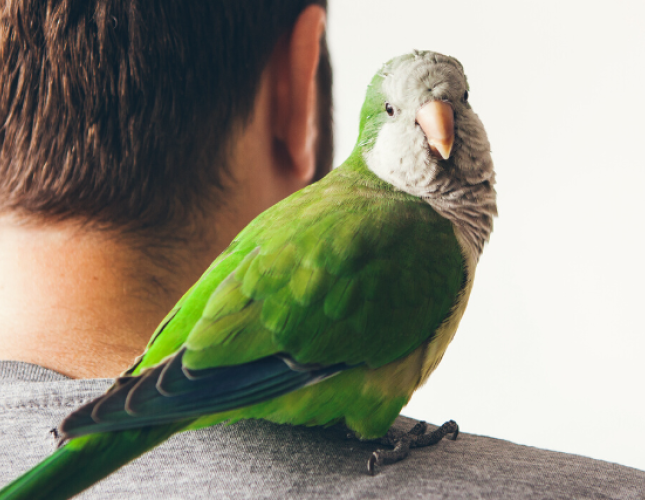 The 5 Most Common Pet Birds and The Expertise Needed to Care for Them