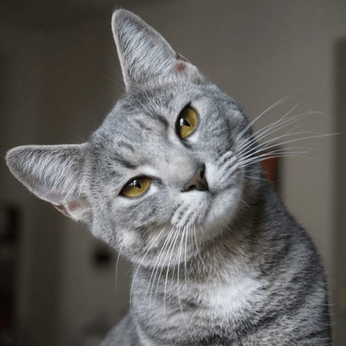 Cat Services Belmont
