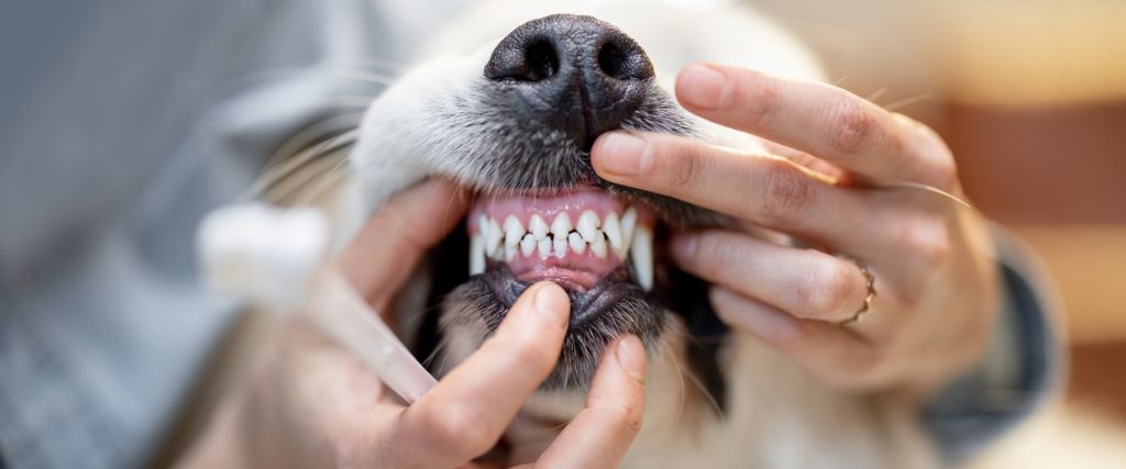 What Is a COHAT? So Much More Than a Standard Pet Teeth Cleaning